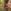 Close-up van een oor met een houten oorbel in de vorm van een gedetailleerde, gegraveerde houten libel, in een bosrijke omgeving.